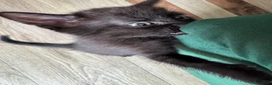 Mixed Breed 1