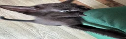 Mixed Breed cats for sale: Kittens for sale  - Advert 4