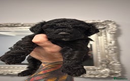 Cavapoo dogs for sale: Mini CavaPoos - Advert 2