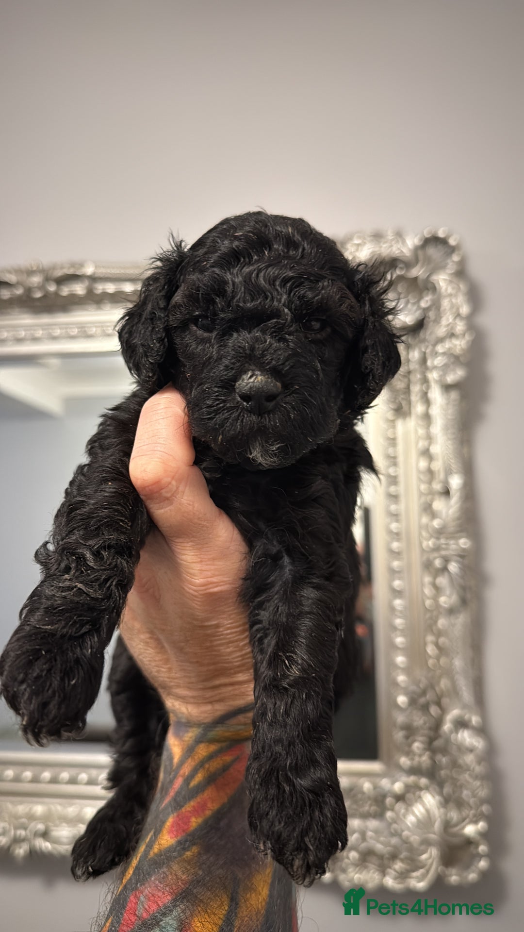 Cavapoo dogs for sale: Mini CavaPoos - Advert 2