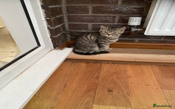 British Shorthair cats for sale: BSH Pedigree Chunky Kittens Chocolate/Gold striped - Image 14
