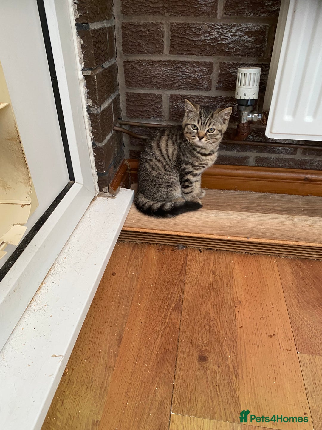 British Shorthair cats for sale: BSH Pedigree Chunky Kittens Chocolate/Gold striped - Image 14