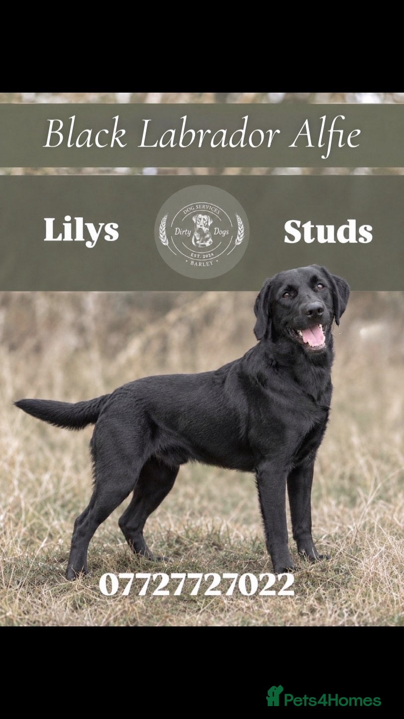 Labrador Retriever dogs Proven Labrador retriever for stud  - Advert 4