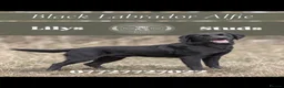 Labrador Retriever dogs for stud: Proven Labrador retriever for stud  - Advert 1
