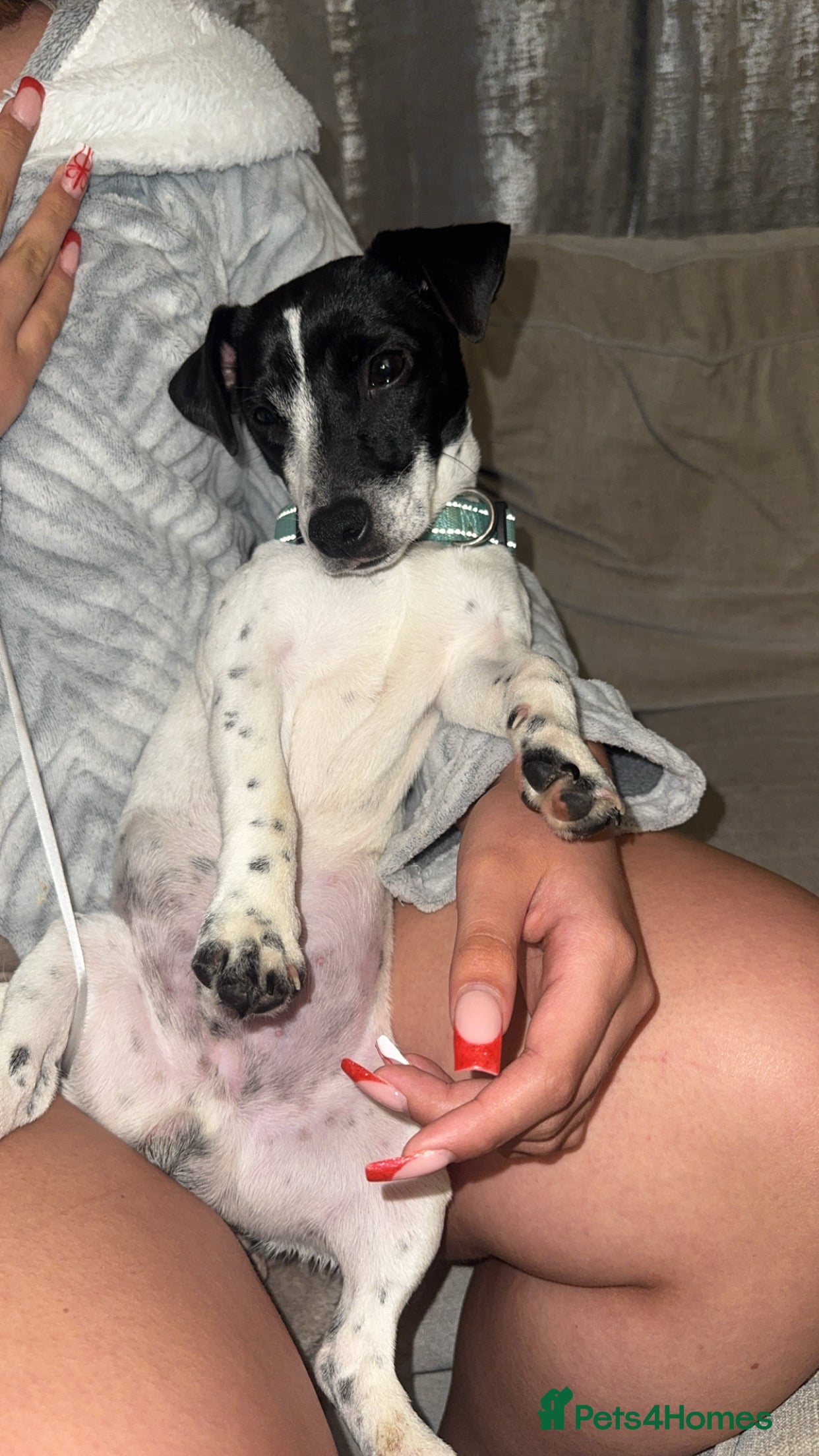 Jack Russell dogs Jack Russel  - Advert 4