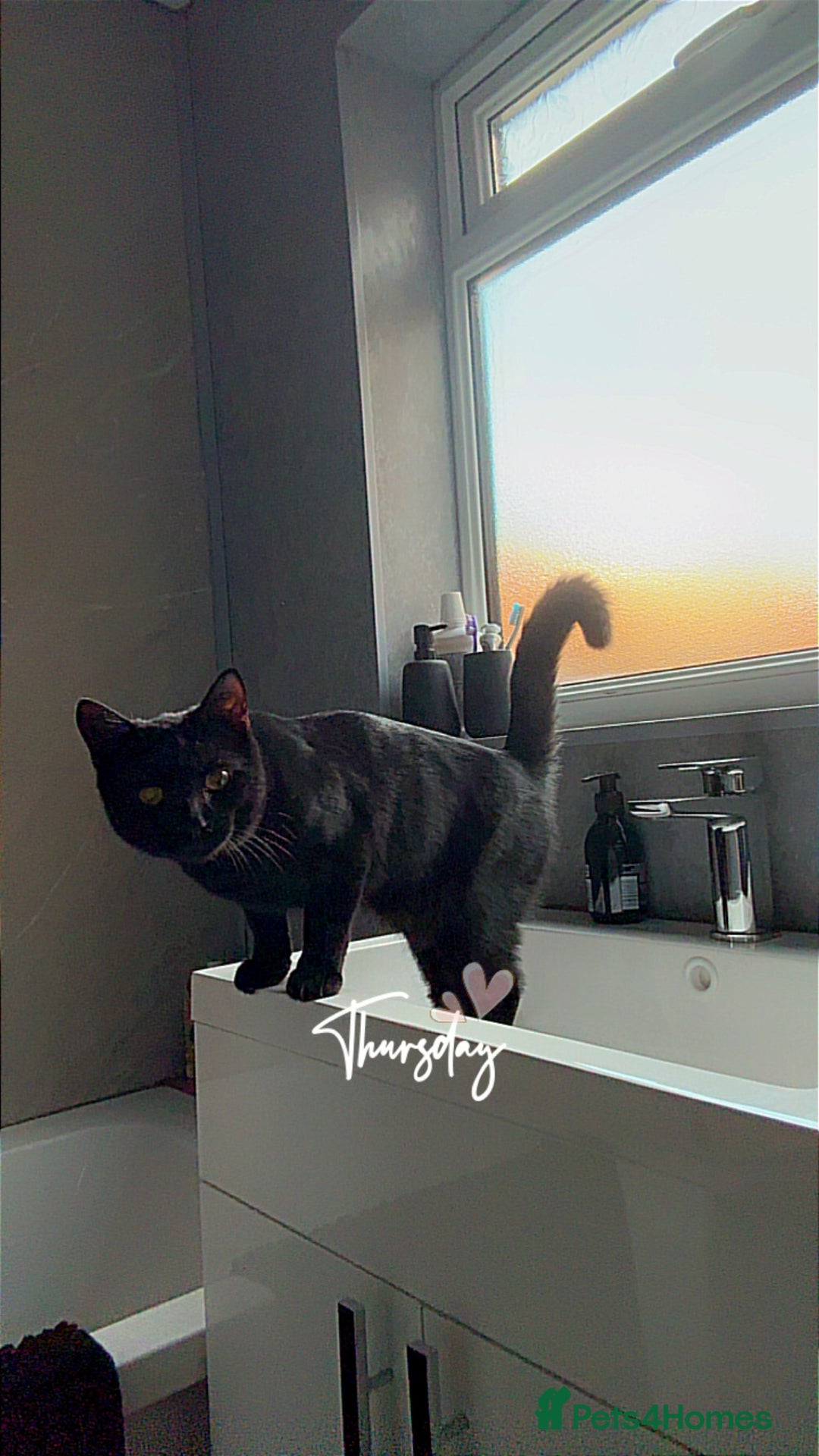 Domestic Shorthair cats for sale: 7 month old cat  - Image 2