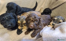 Cockapoo dogs for sale: Super Socialised F1 Cockapoo Puppies. DNA TESTED.  - Image 15