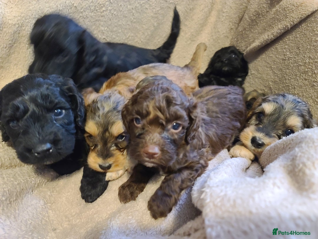 Cockapoo dogs for sale: Super Socialised F1 Cockapoo Puppies. DNA TESTED.  - Image 15