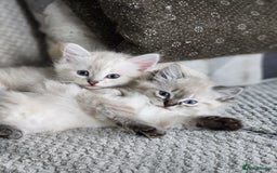 Ragdoll cats for sale: Ragdoll kittens - Image 1