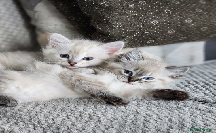Ragdoll cats - Advert 13