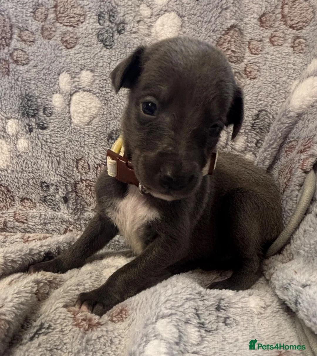 Whippet dogs for sale: KC Registered Whippet Puppies - Advert 2