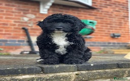 Sproodle dogs for sale: F1 Miniature Sproodles from Health Tested Parents. - Image 27