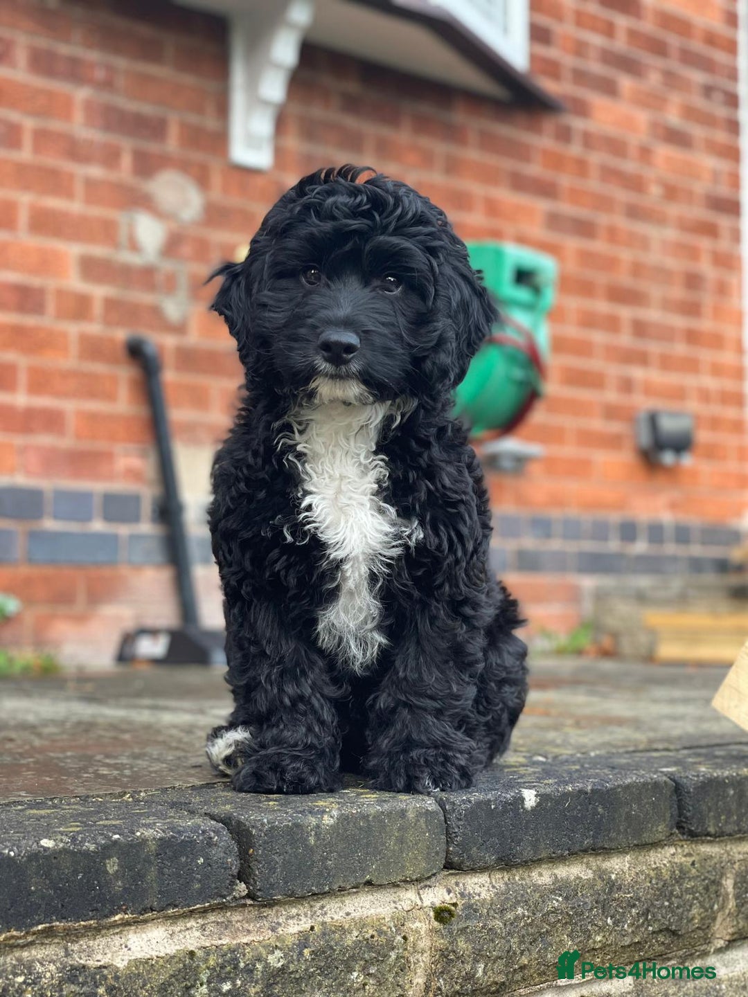 Sproodle dogs for sale: F1 Miniature Sproodles from Health Tested Parents. - Image 27