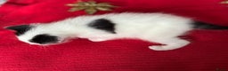 Mixed Breed cats for sale: Black and White fluffy kittens  - Advert 13