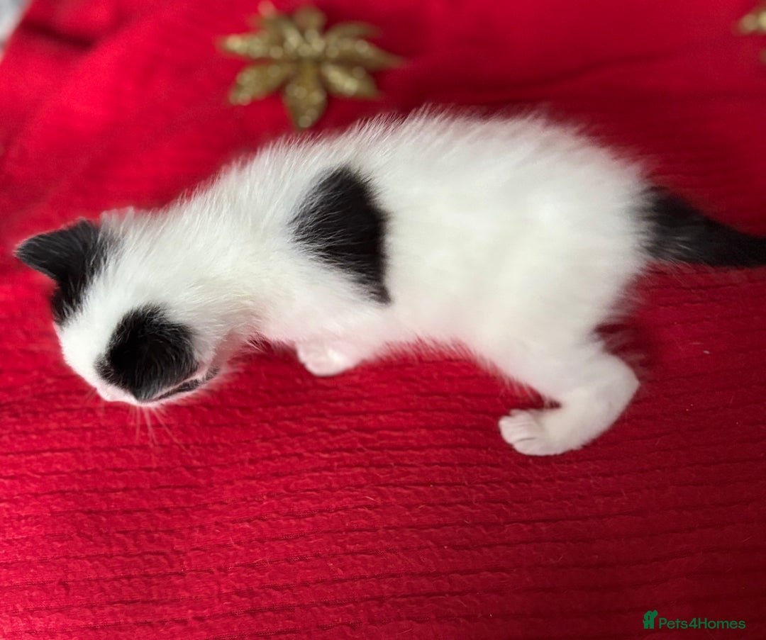 Mixed Breed cats for sale: Black and White fluffy kittens  - Advert 13