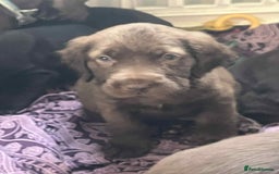Mixed Breed dogs for sale: Final 2  puppies sharpei x show cocker   - Image 10
