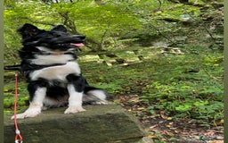 Mixed Breed dogs for sale: Bella border collie husky - Image 2