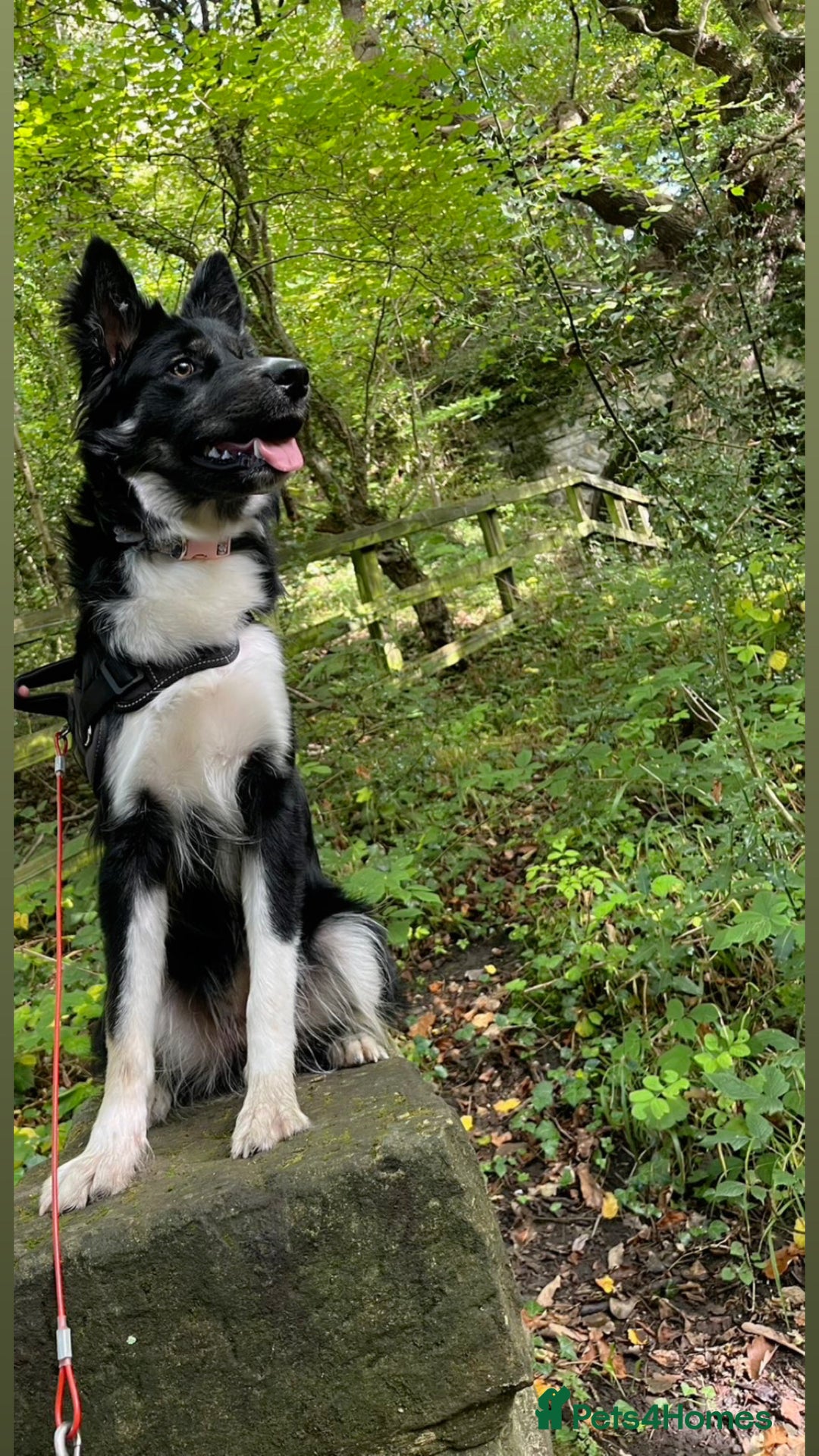 Mixed Breed dogs for sale: Bella border collie husky - Image 2