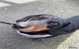 Dachshund dogs for sale: Daschund  - Image 11