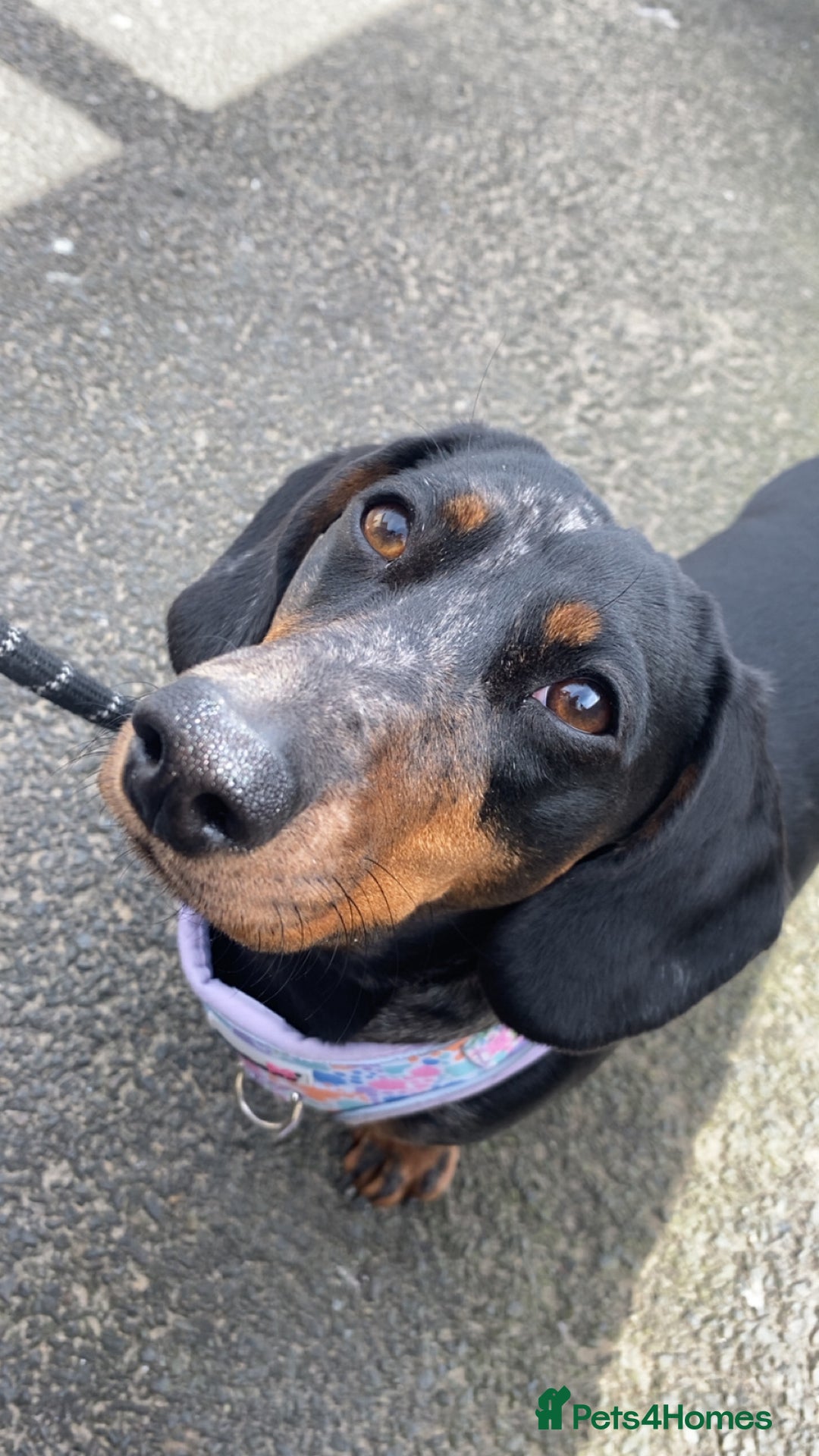 Dachshund dogs for sale: Daschund  - Image 11