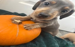 Dachshund dogs for sale: 6 beautiful dachshund puppies  - Image 20
