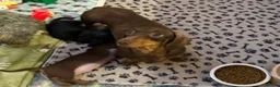 Miniature Dachshund dogs for sale: Chocolate & tan mini smooth dachshund puppy - Advert 7