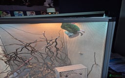 Chameleon reptiles for sale: Pied veiled chameleon and full set up - Image 1