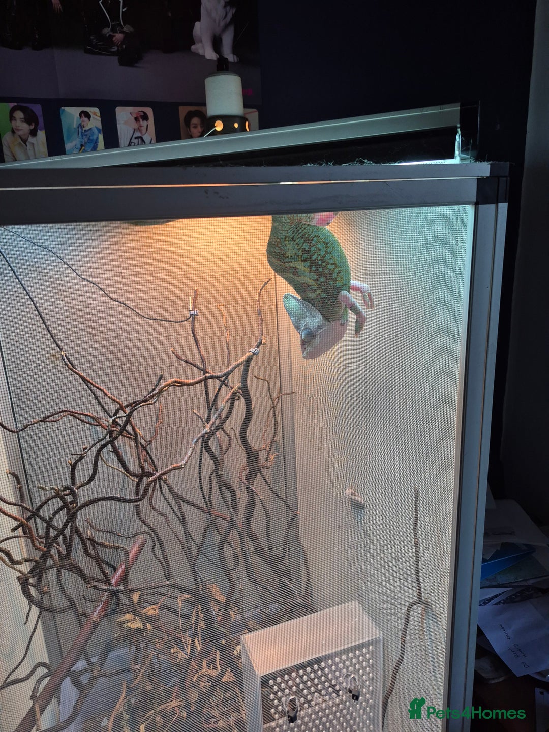 Chameleon reptiles for sale: Pied veiled chameleon and full set up - Image 1