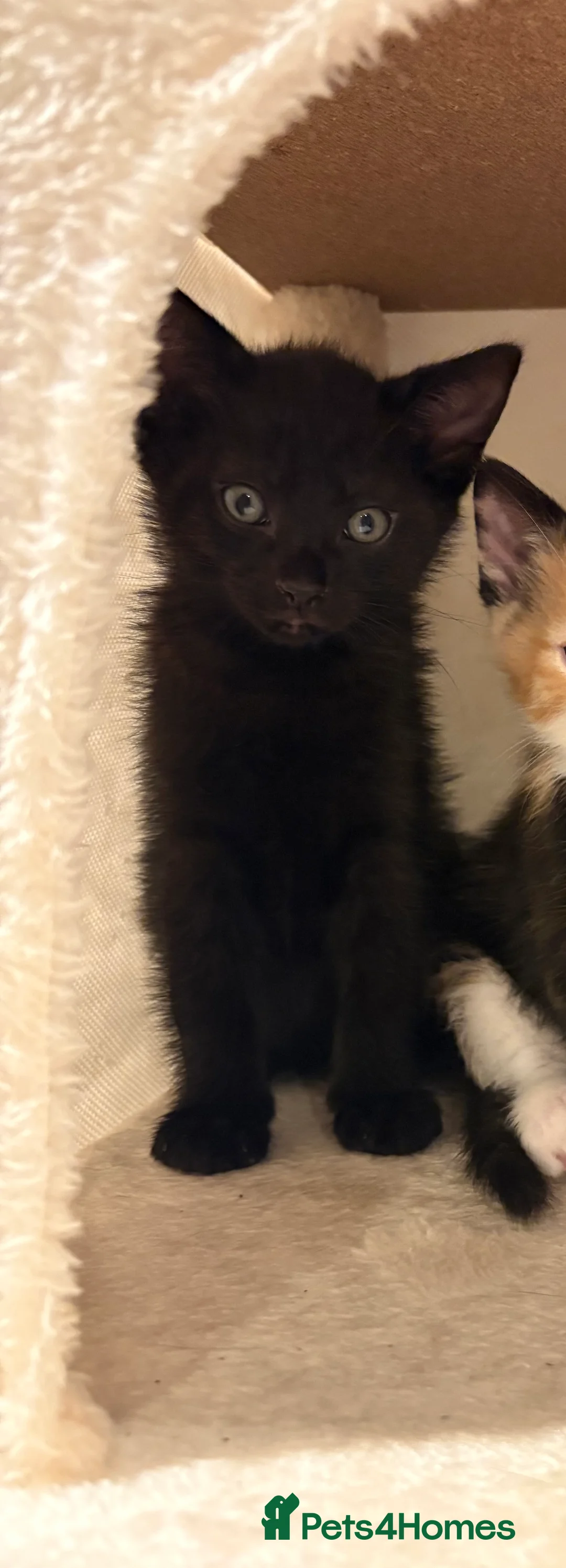 Mixed Breed cats for sale: Gorgeous litter of kittens - Advert 3