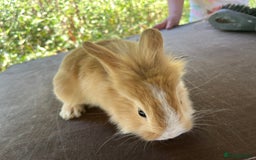 Lionhead rabbits for sale: 5 lionhead bunnies  - Image 6