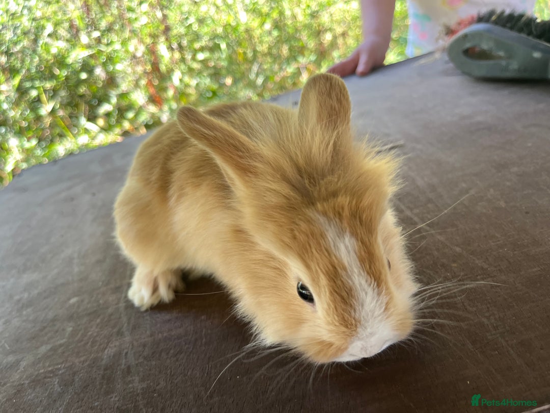 Lionhead rabbits for sale: 5 lionhead bunnies  - Image 6