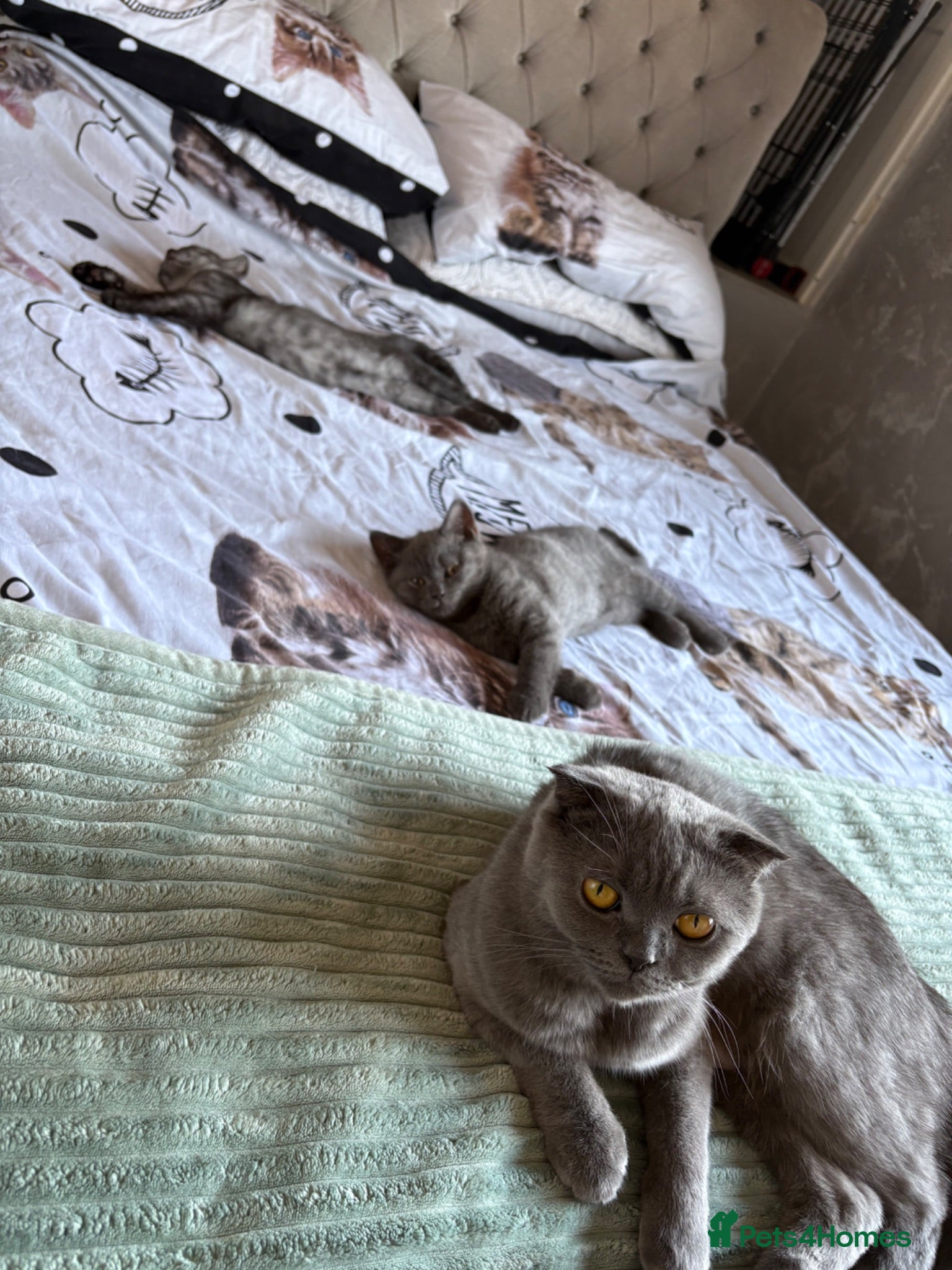 Scottish Fold cats 🐾 Adorable Scottish Straight– Last Boy ! 🩶 - Advert 18