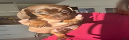 Miniature Dachshund dogs for sale: Choc / tan mini dachshund  - Advert 7