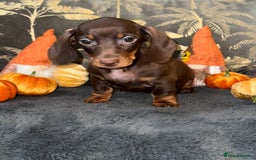 Miniature Dachshund dogs for sale: 🩷💙Stunning KC Mini Dachshund Puppies💙 - Image 4