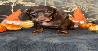 Miniature Dachshund dogs - Advert 3