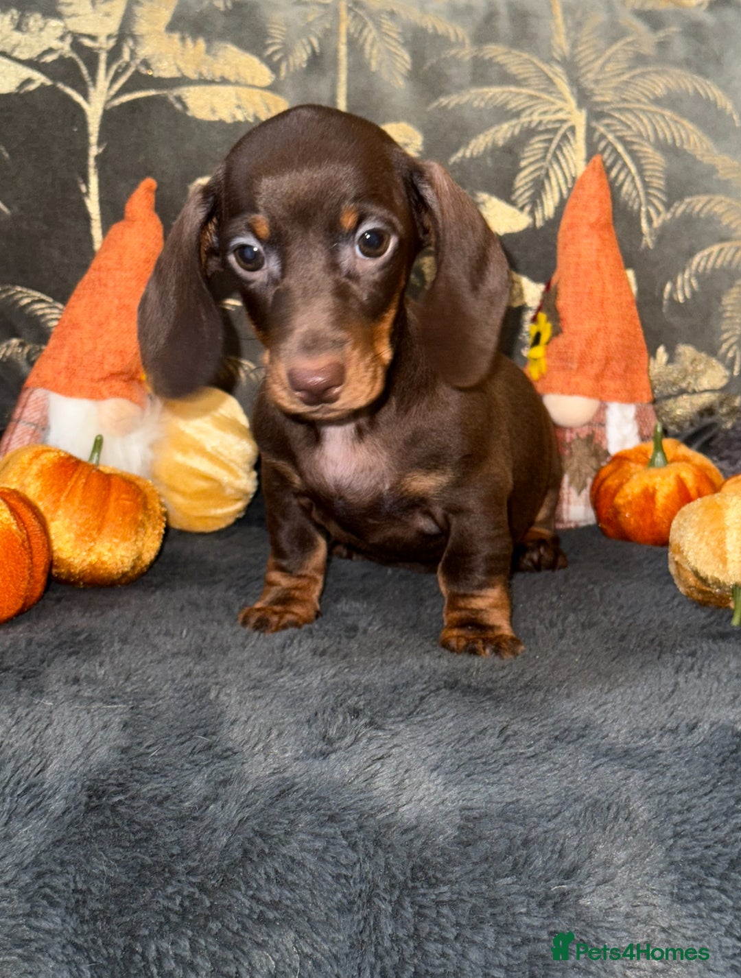 Miniature Dachshund dogs for sale: 🩷💙Stunning KC Mini Dachshund Puppies💙 - Image 4