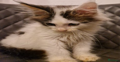 Mixed Breed cats - Advert 7