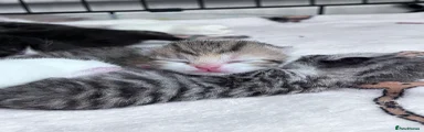 Silver tabby tort female
