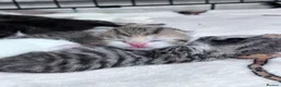 British Shorthair cats for sale: Beautiful British short hair kittens - Advert 12