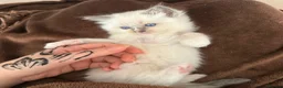 Ragdoll cats for sale: 🤍Purebred beautiful ragdoll kittens 🤍 in Hornchurch - Advert 19