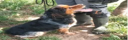 Brittany Spaniel dogs for adoption: Pekin - Advert 1