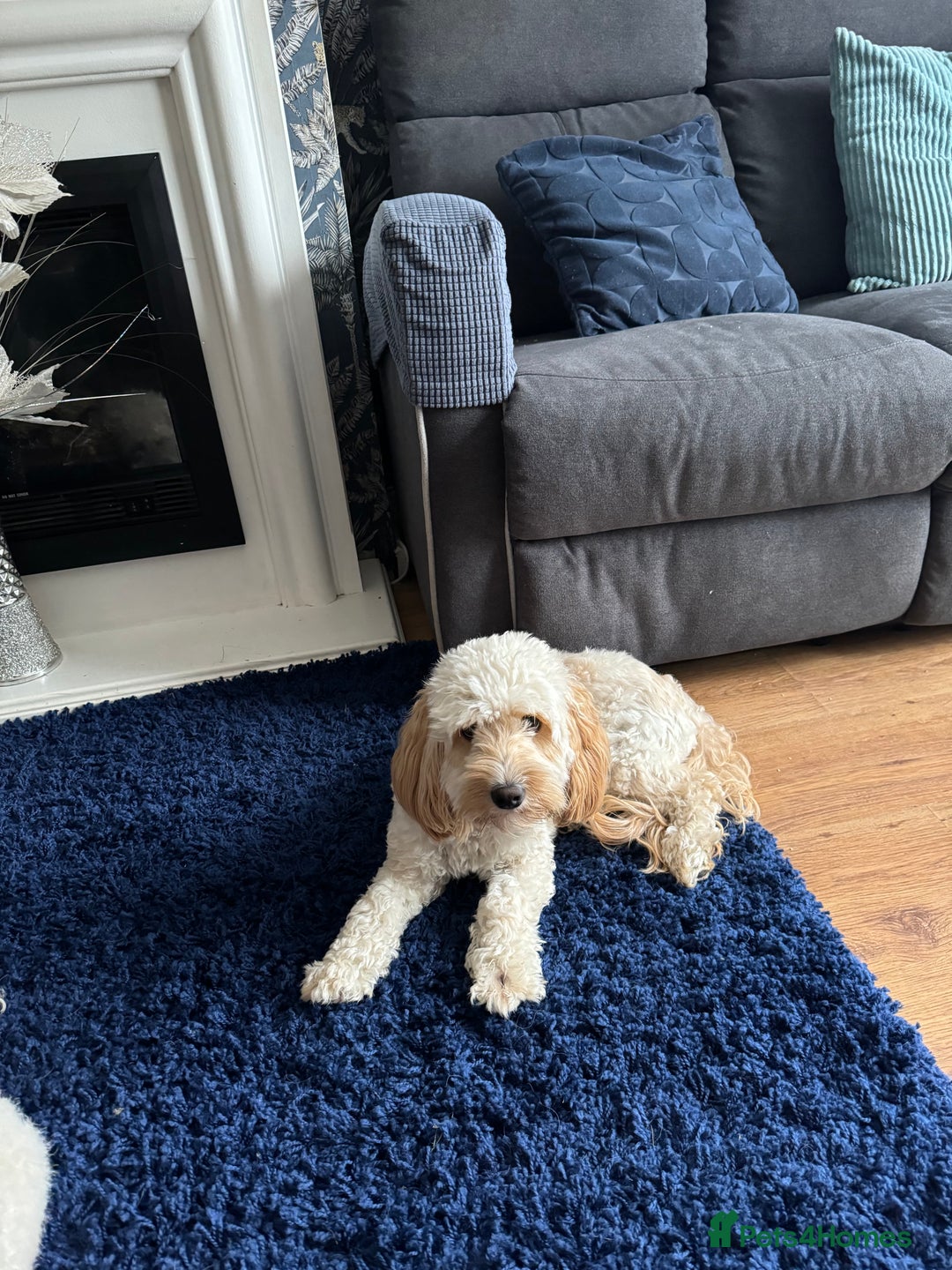 Cockapoo dogs for sale: Cockapoo - Advert 5