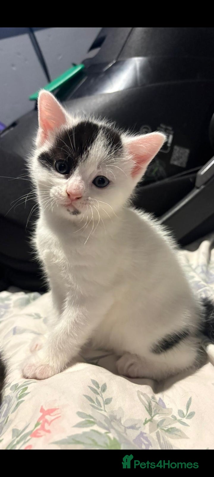 Mixed Breed cats for sale: 4 beautiful kittens.  - Advert 5
