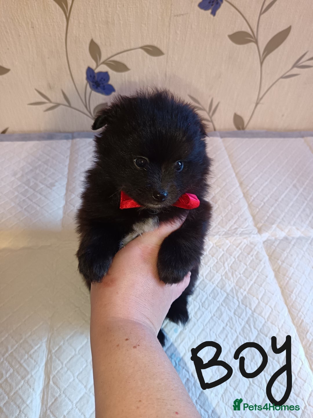 Pomeranian dogs for sale: Barnsley  - Advert 17