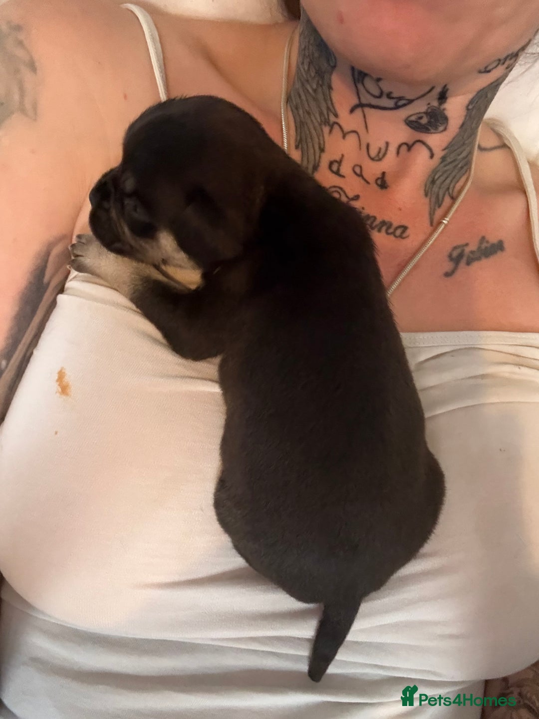 Frug dogs for sale: Puppies  - Image 14