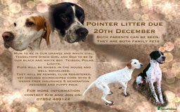 Pointer dogs for sale: Puppies due 20/12 - Advert 1