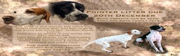 Pointer dogs for sale: Puppies due 20/12 - Advert 2