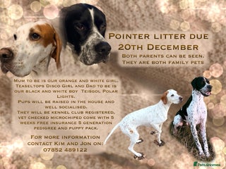 Pointer dogs Puppies due 20/12 - Advert 2
