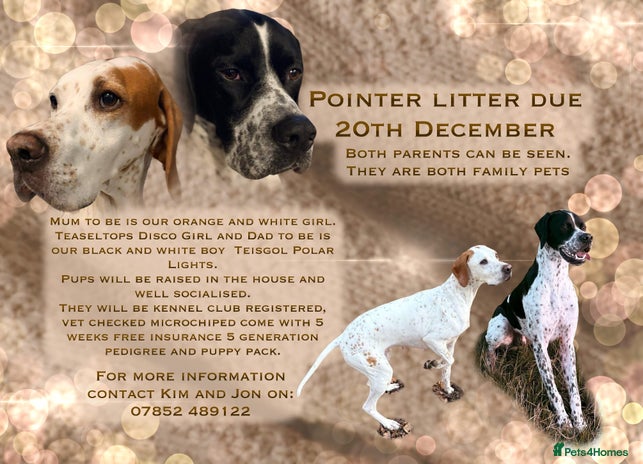 Pointer dogs Puppies due 20/12 - Advert 1