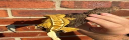 Gecko reptiles for sale: Crested Geckos  - Advert 11